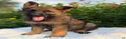 German Shepherd dogs for sale: Storm - Ad 7