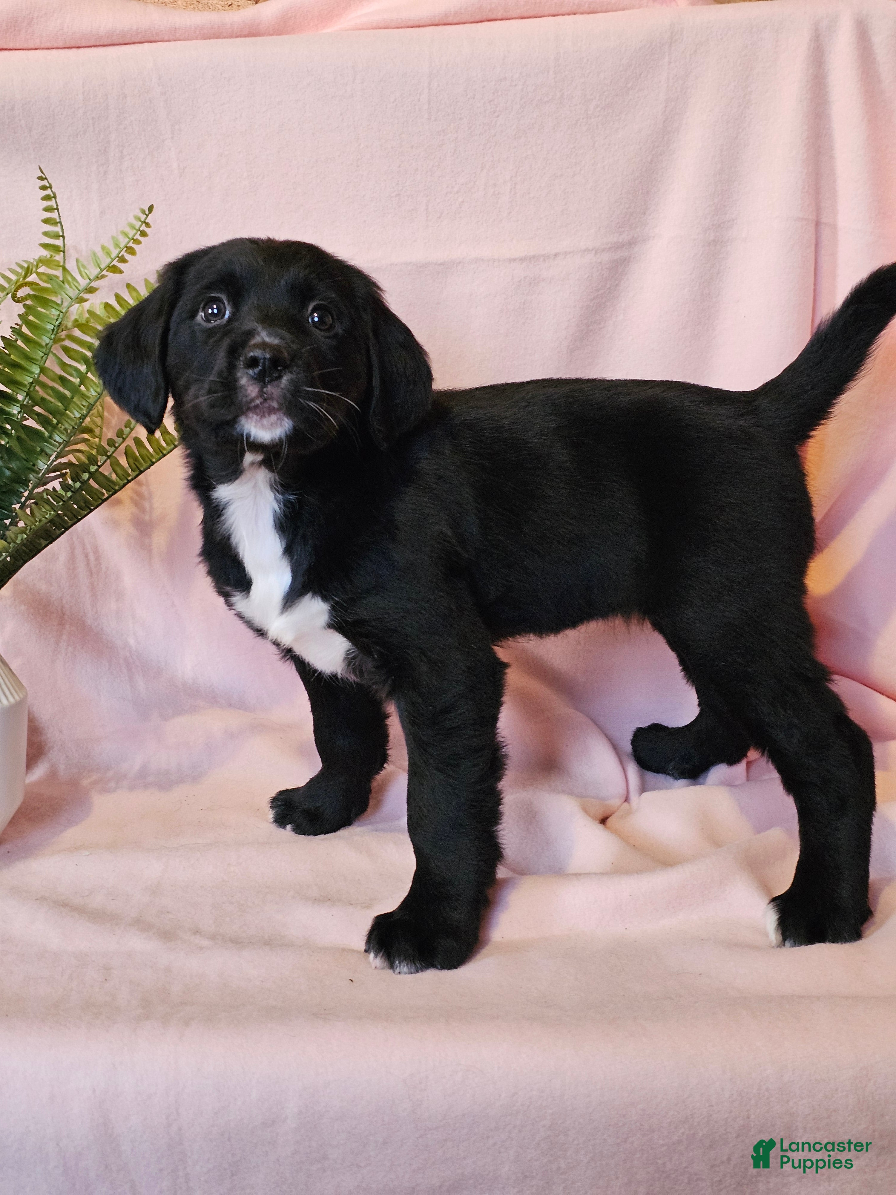 Mixed Breed dogs Tilly - Ad 2