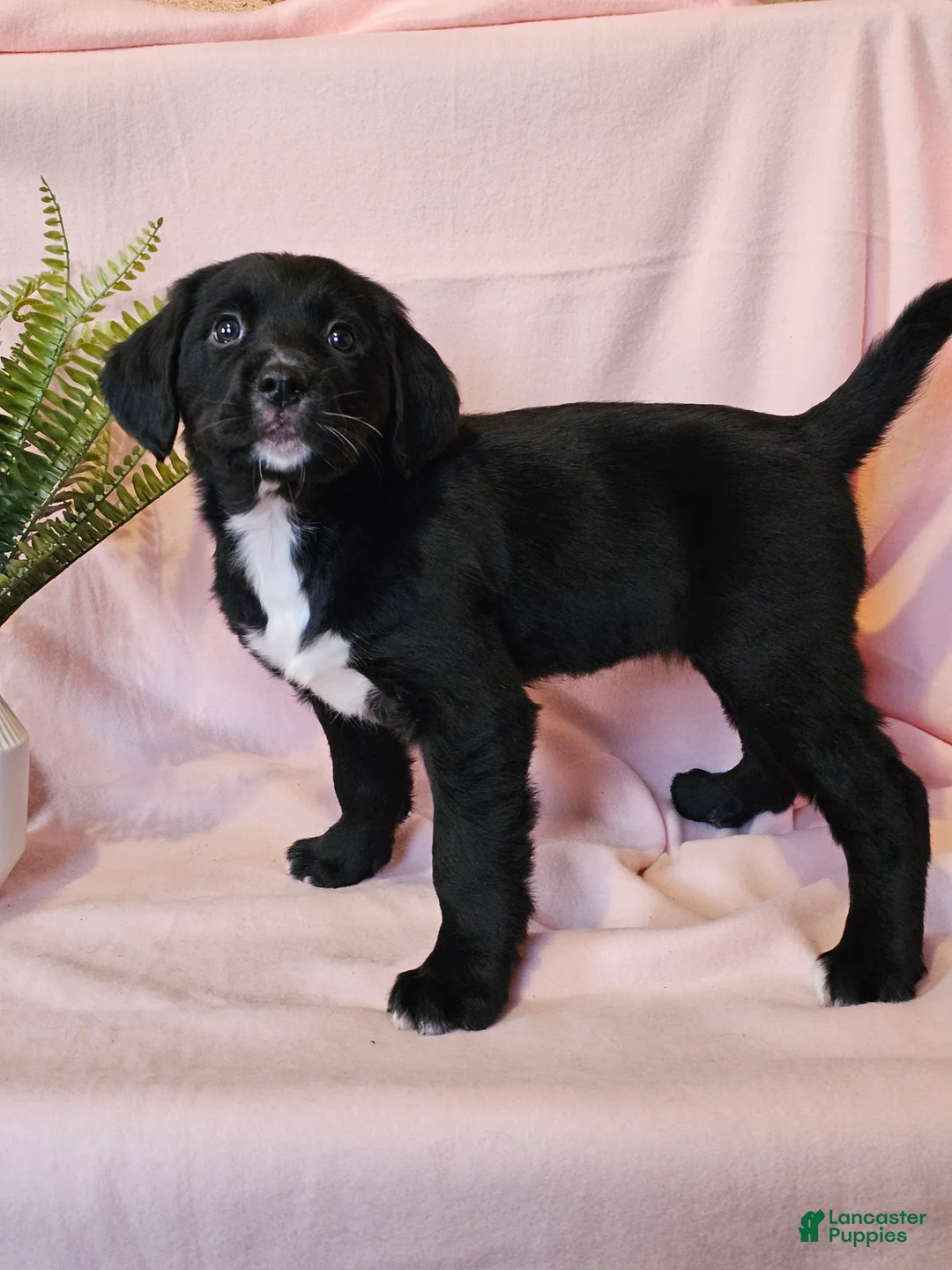 Mixed Breed dogs for sale: Tilly - Ad 2