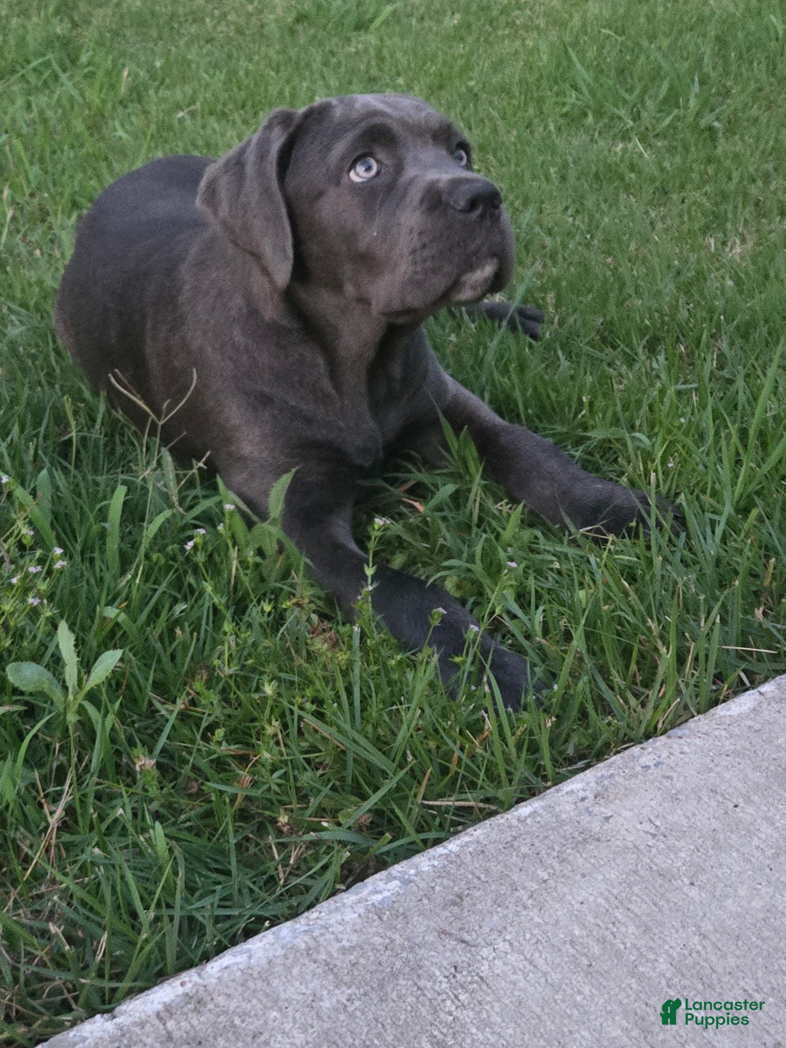 Cane Corso dogs Cane Corso Puppy 1 - Ad 1
