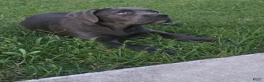 Cane Corso Puppy 1