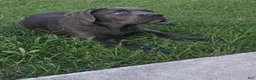Cane Corso dogs for sale: Cane Corso Puppy 1 - Ad 1