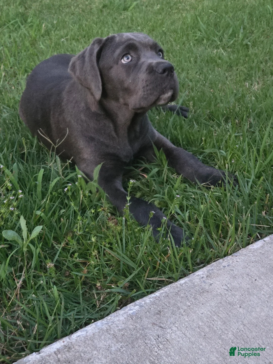Cane Corso dogs for sale: Cane Corso Puppy 1 - Ad 1
