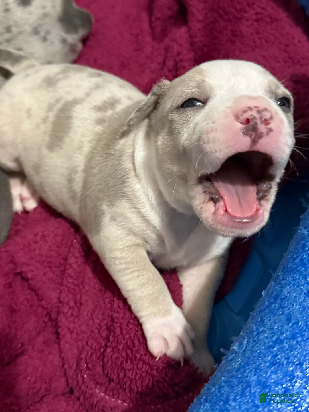 American Bully dogs for sale: American Bully 3 *Carter* - Ad 2