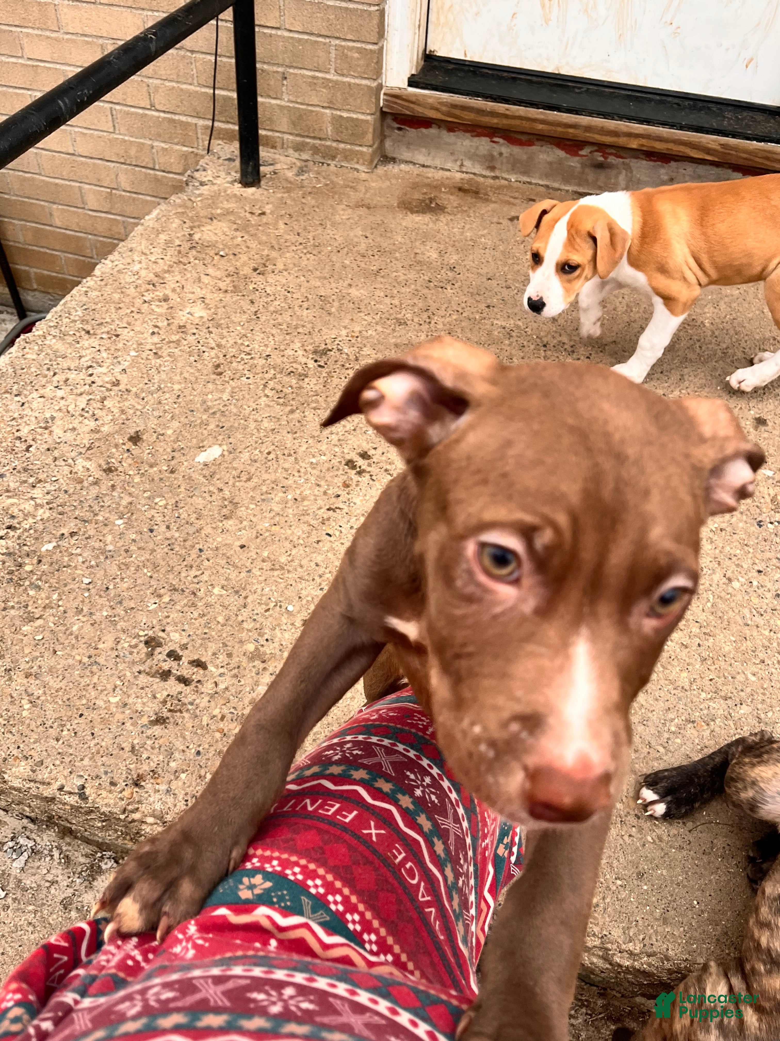 Staffordshire Bull Terrier dogs Staffordshire Bull Terrier Puppy 1 - Ad 6