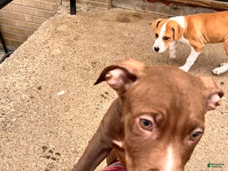 Staffordshire Bull Terrier dogs Staffordshire Bull Terrier Puppy 1 - Ad 9