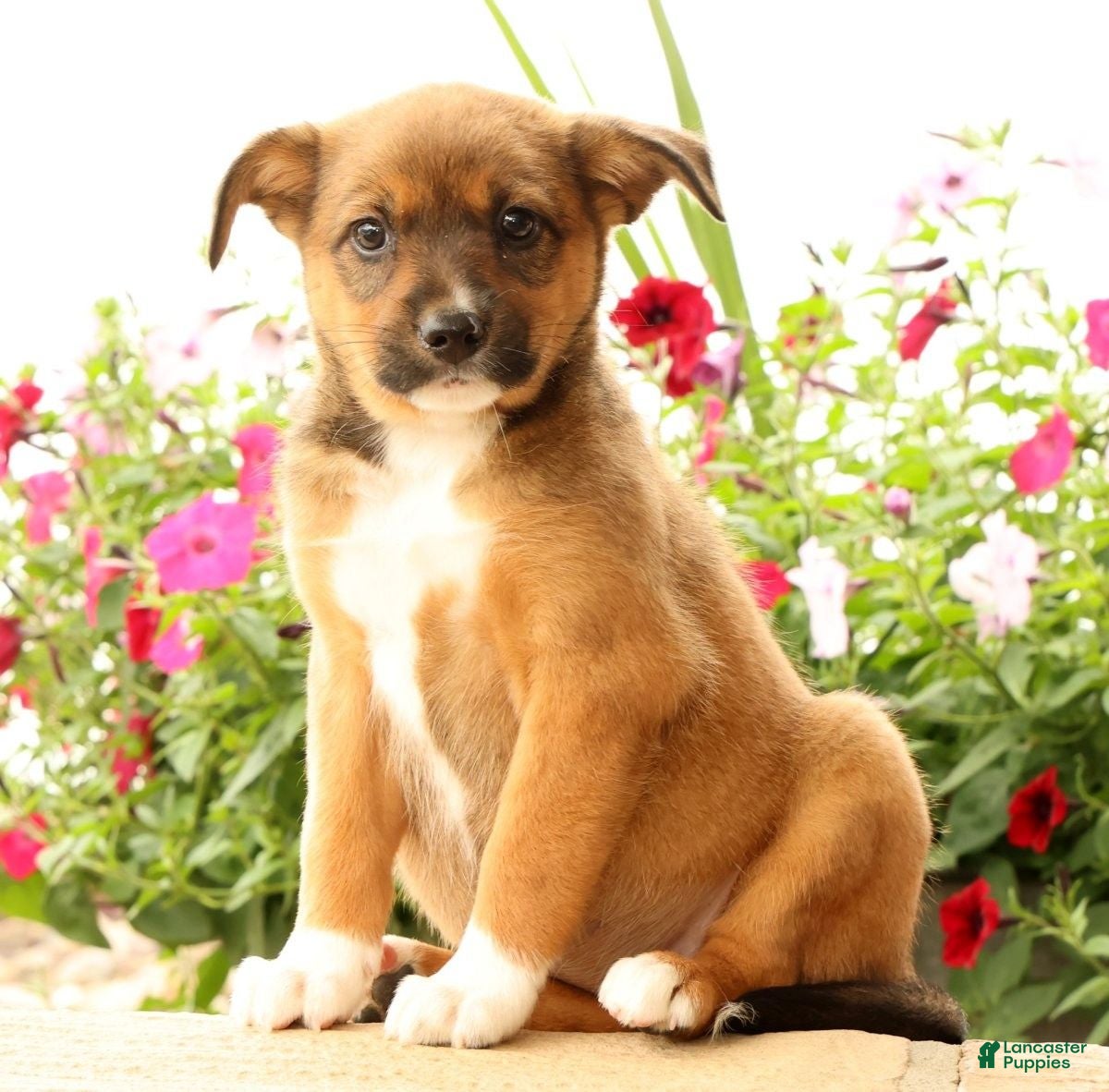 Miniature Australian Shepherd dogs Baylee - Ad 1