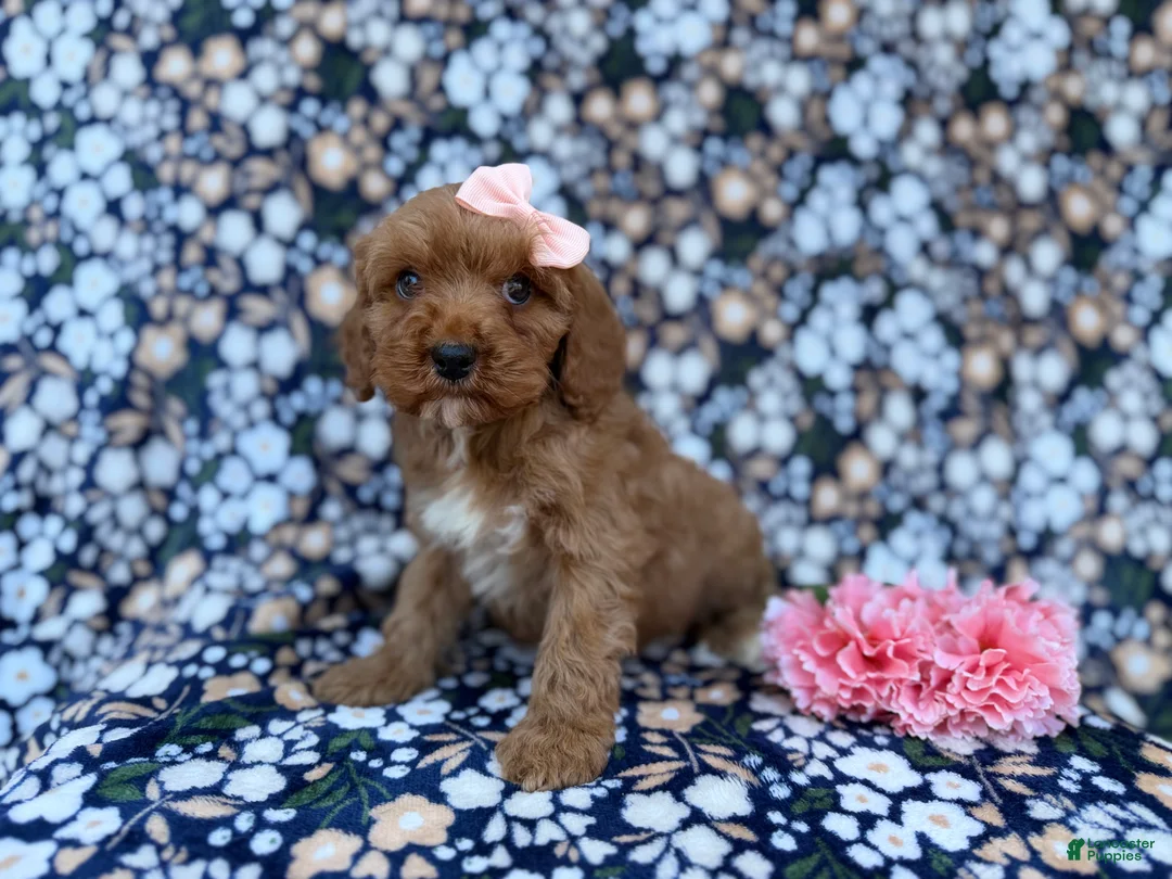 Cavapoo dogs for sale: Topher - Ad 10