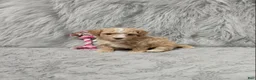 Havapoo dogs for sale: Zoey 🌷 Toy/Minature - Ad 42