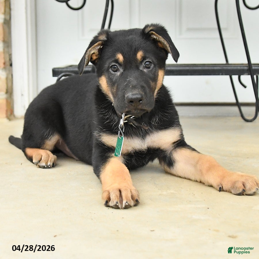 German Shepherd dogs Dallas - Ad 2