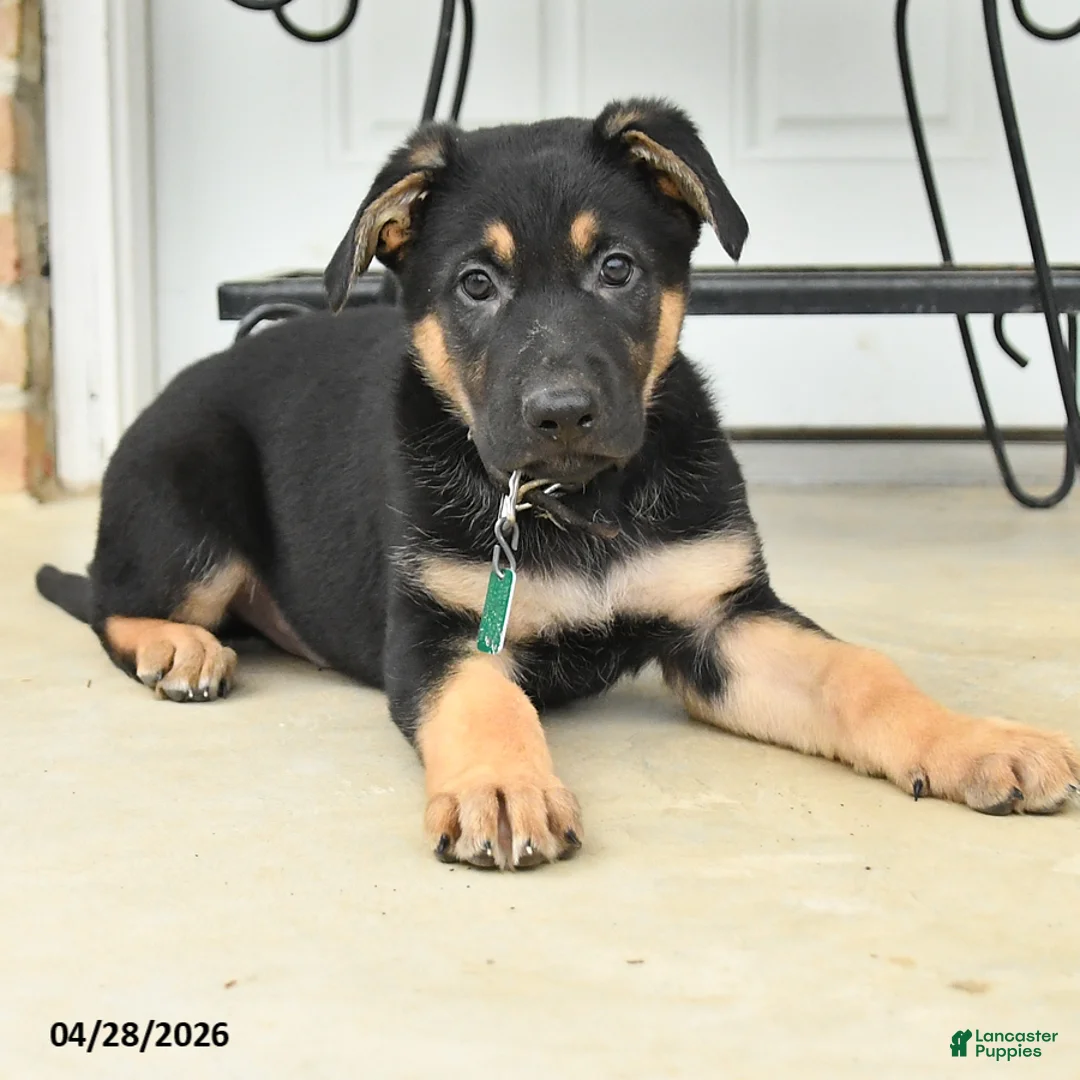 German Shepherd dogs for sale: Dallas - Ad 2