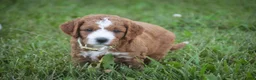 Cavapoo dogs for sale: Blaise Cavapoo  - Ad 19