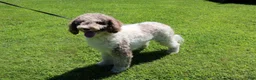 Mini Bernedoodle dogs for sale: Mini Bernedoodle 1 - Ad 2
