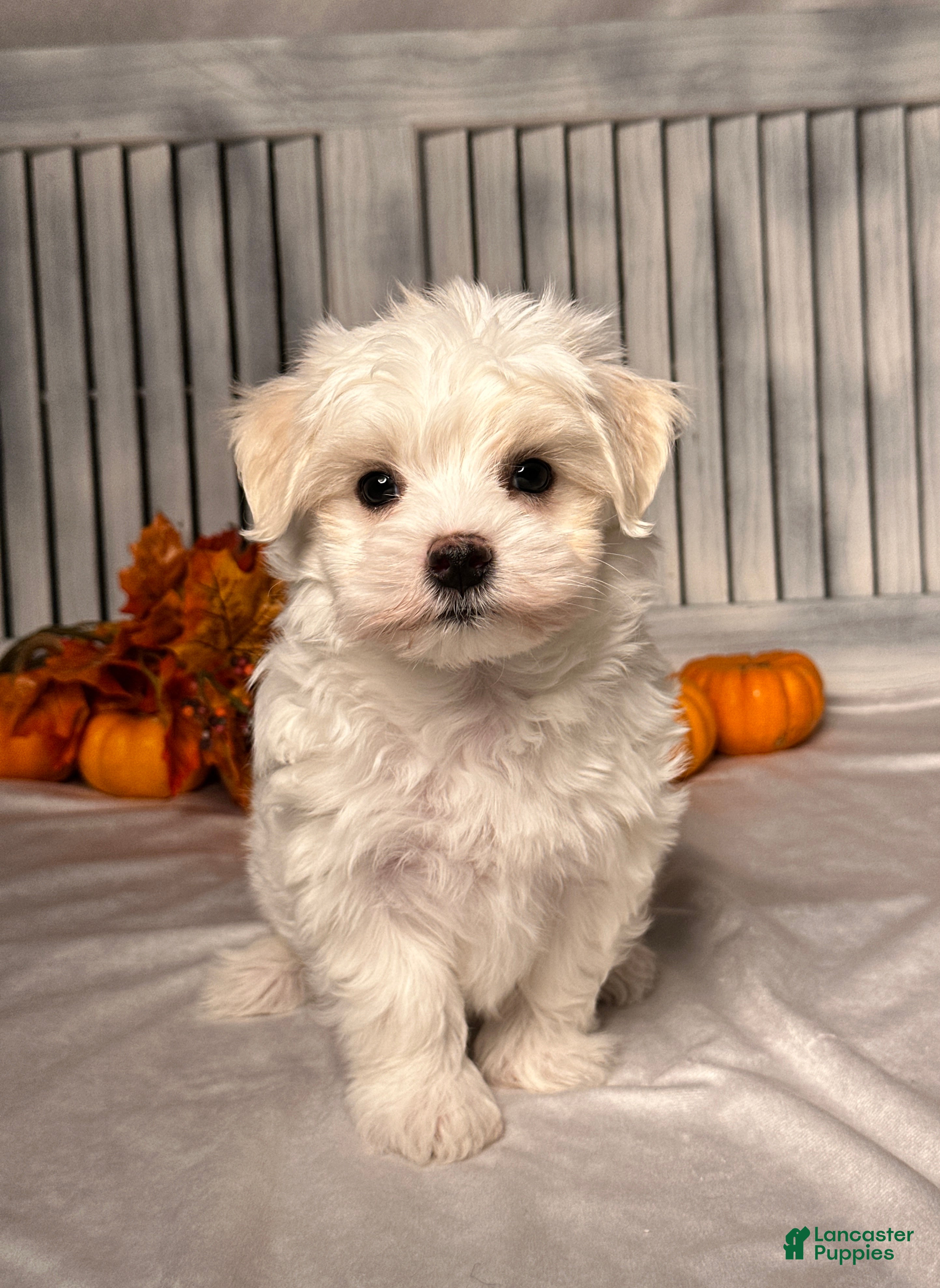 Maltese Puppies for sale in Ohio Lancaster Puppies