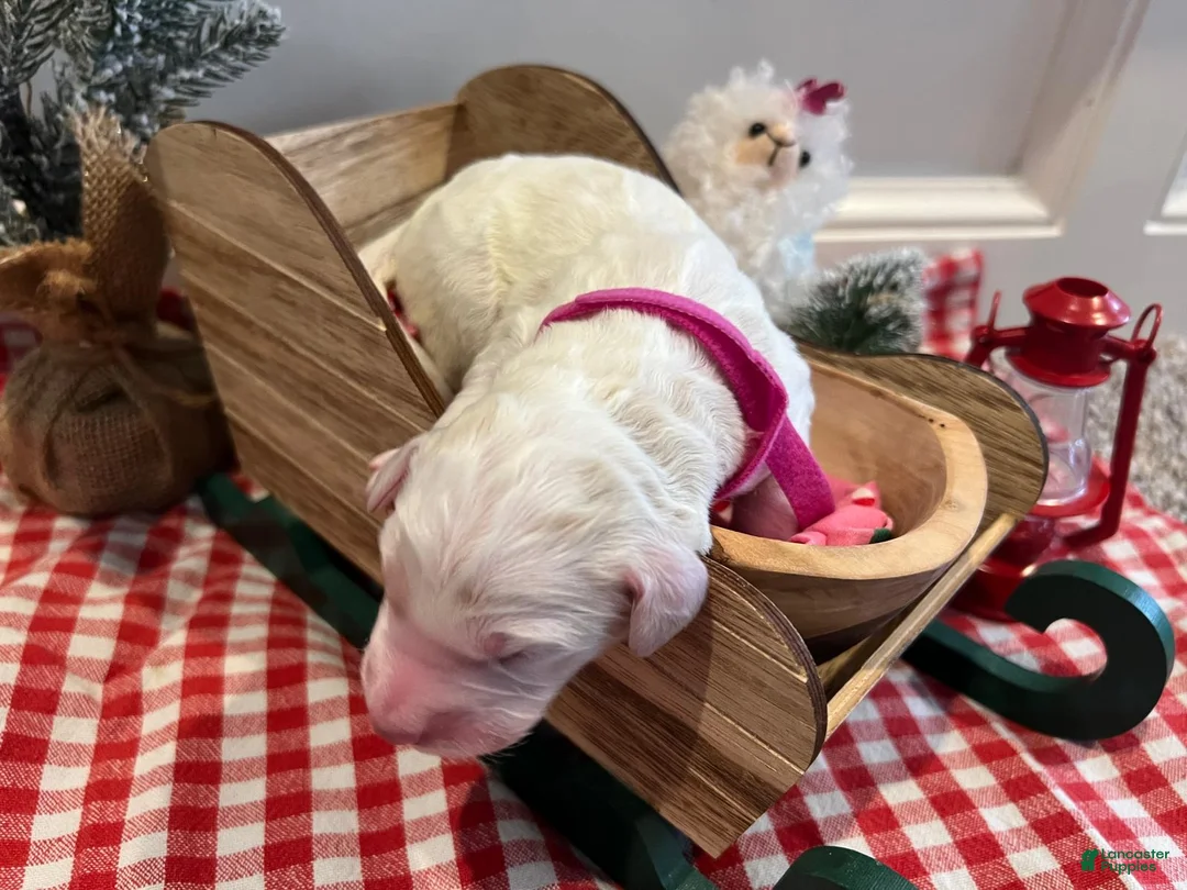 Goldendoodle dogs for sale: Snowy - Ad 1