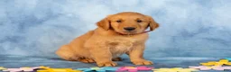 Golden Retriever dogs for sale: Caramel - Ad 4
