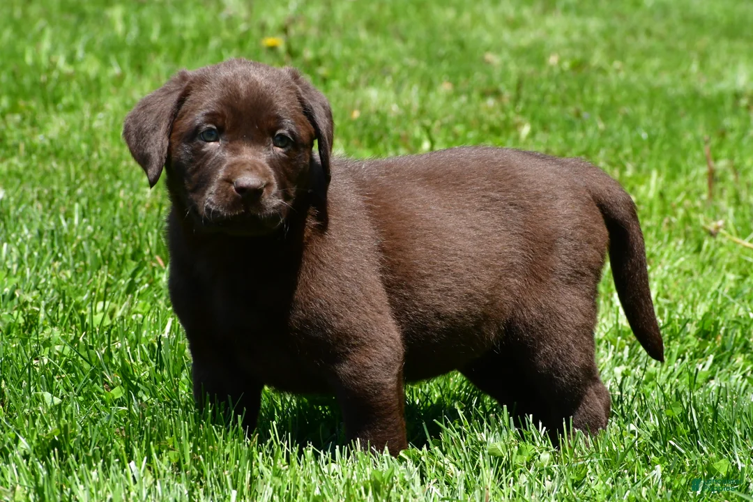 Labrador Retriever dogs for sale: Libby - Ad 15