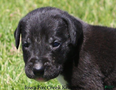 Great Dane dogs Max - Ad 3