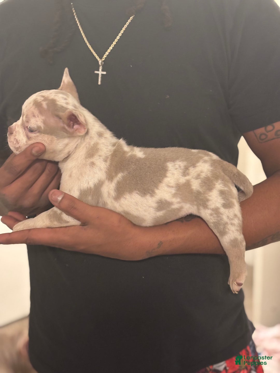 American Bully dogs for sale: American Bully Puppy 5 - Ad 2