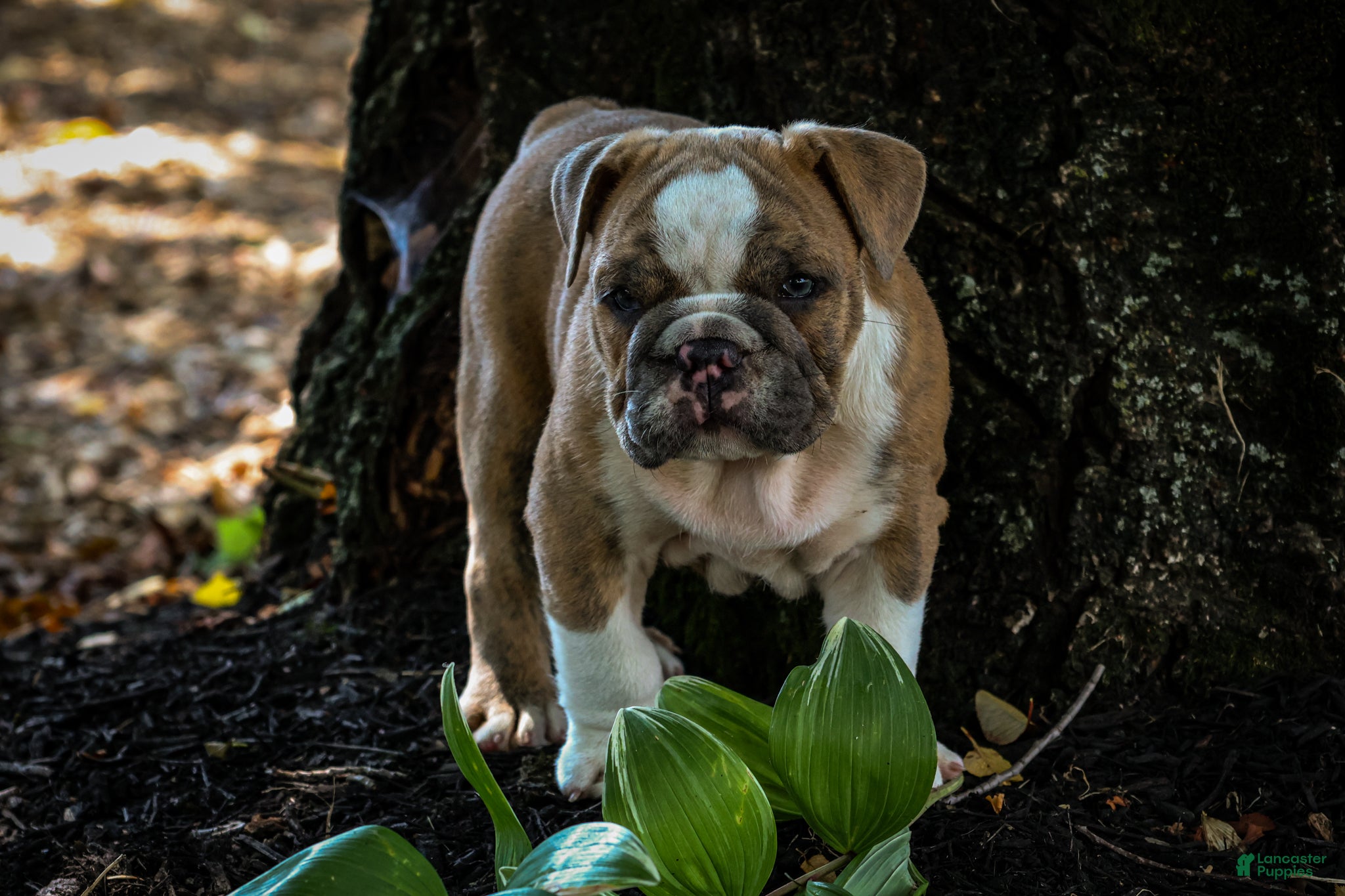 English Bulldog dogs Diesel - Ad 1