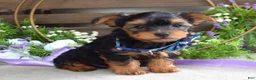 Yorkshire Terrier dogs for sale: Finn - Ad 9