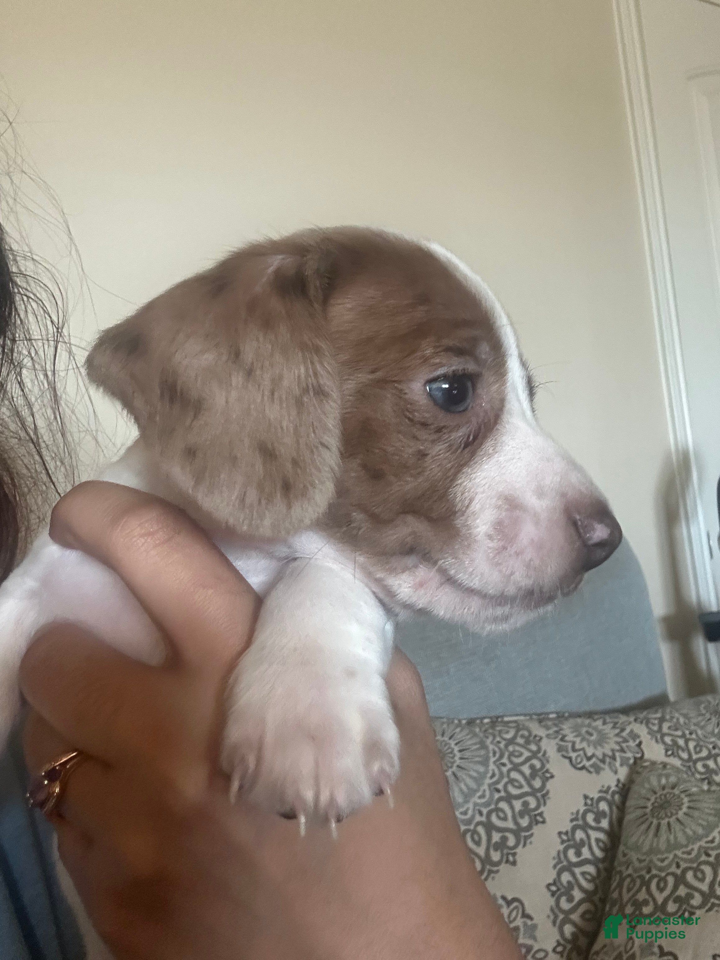 Miniature Dachshund dogs Miniature Dachshund Puppy 1 - Ad 13