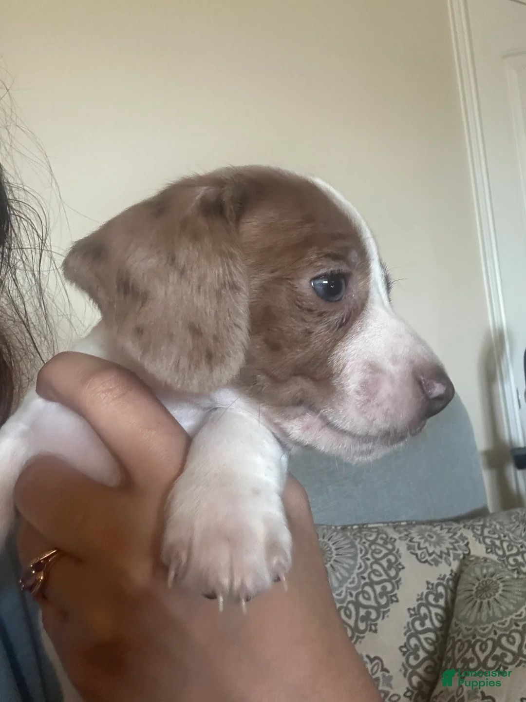 Miniature Dachshund dogs for sale: Miniature Dachshund Puppy 1 - Ad 1