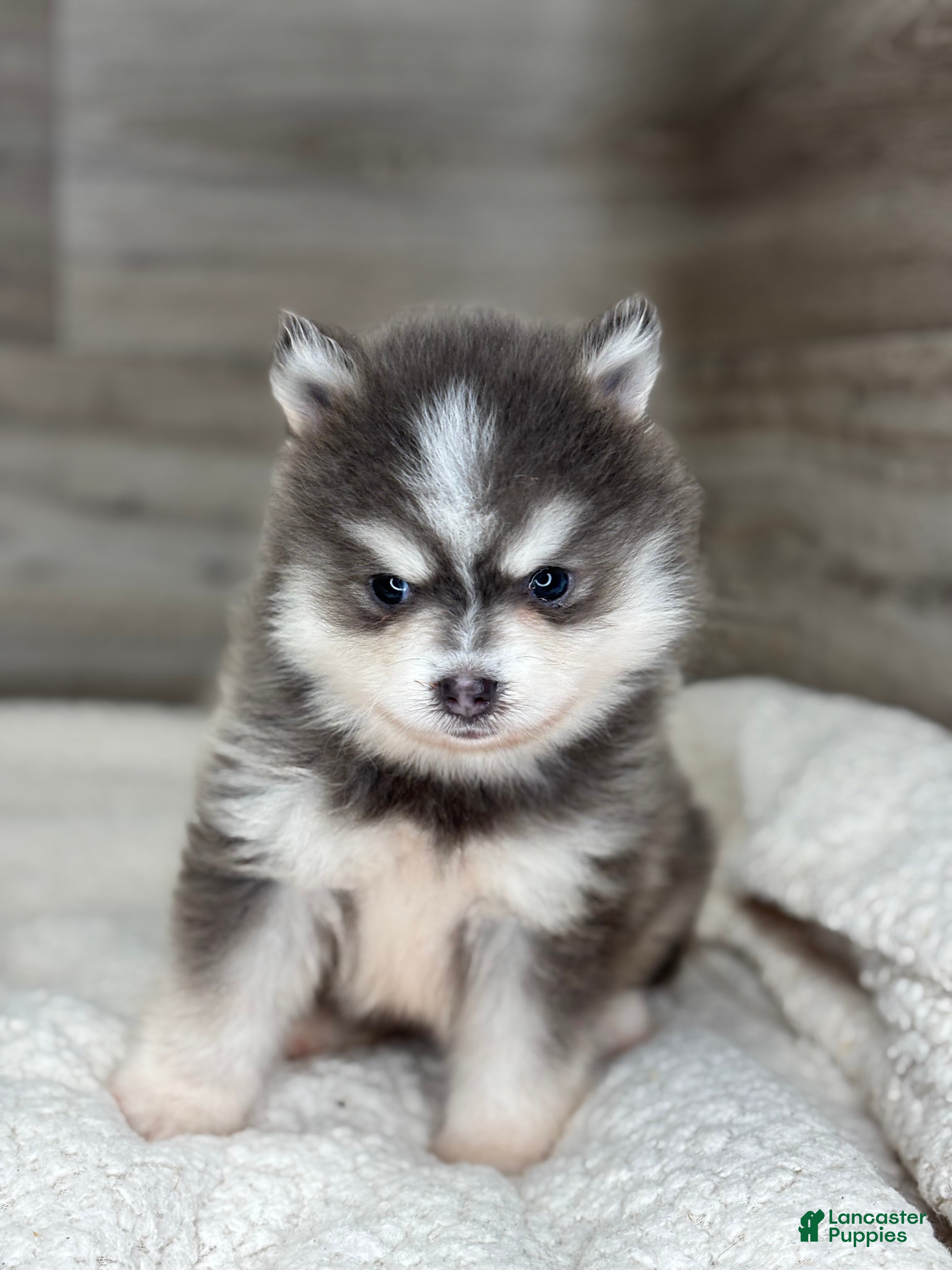 Pomsky dogs Greg - Ad 1