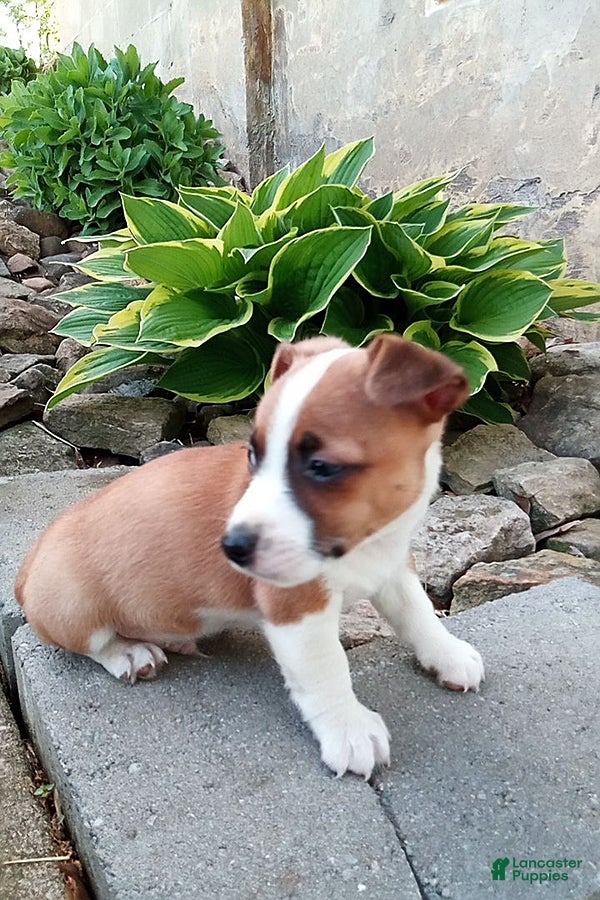 Jack Russell Terrier dogs Whitey - Ad 11