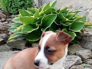 Jack Russell Terrier dogs Whitey - Ad 11