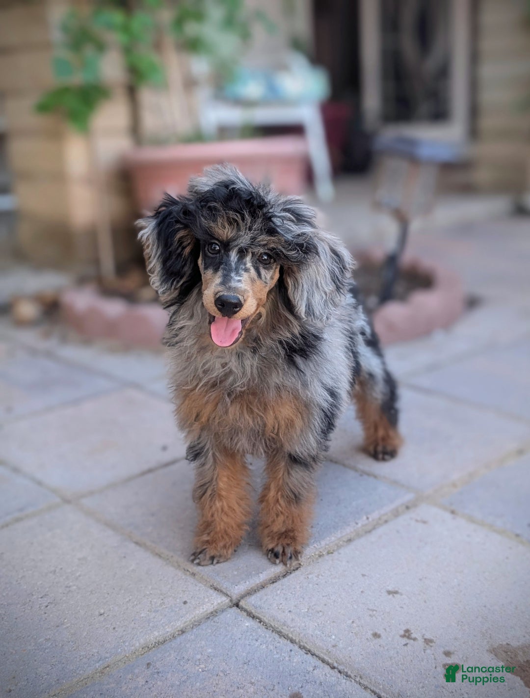 Miniature Poodle dogs for sale: Bowie - Ad 2