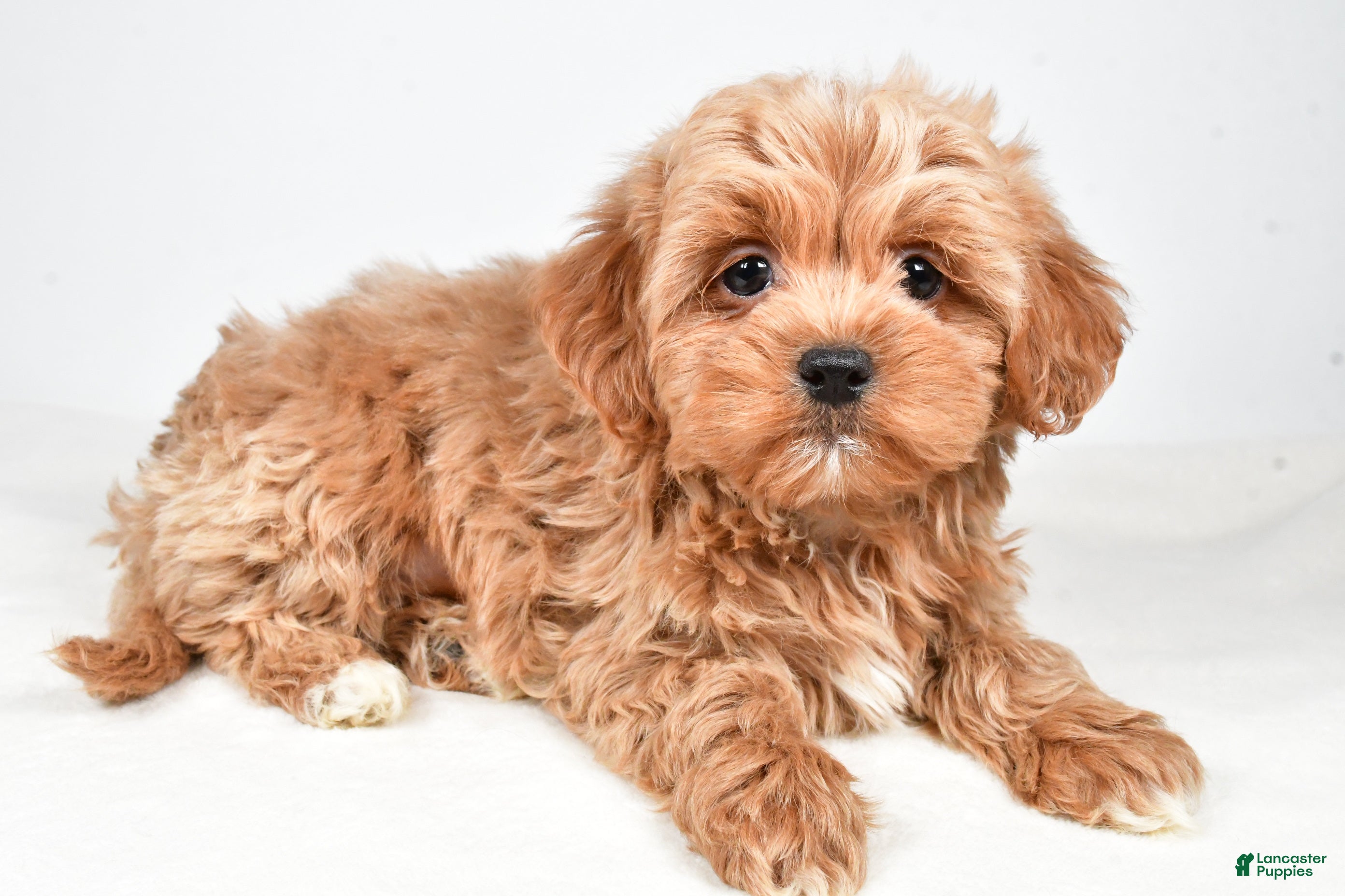 Shihpoo dogs Jagger - Ad 2