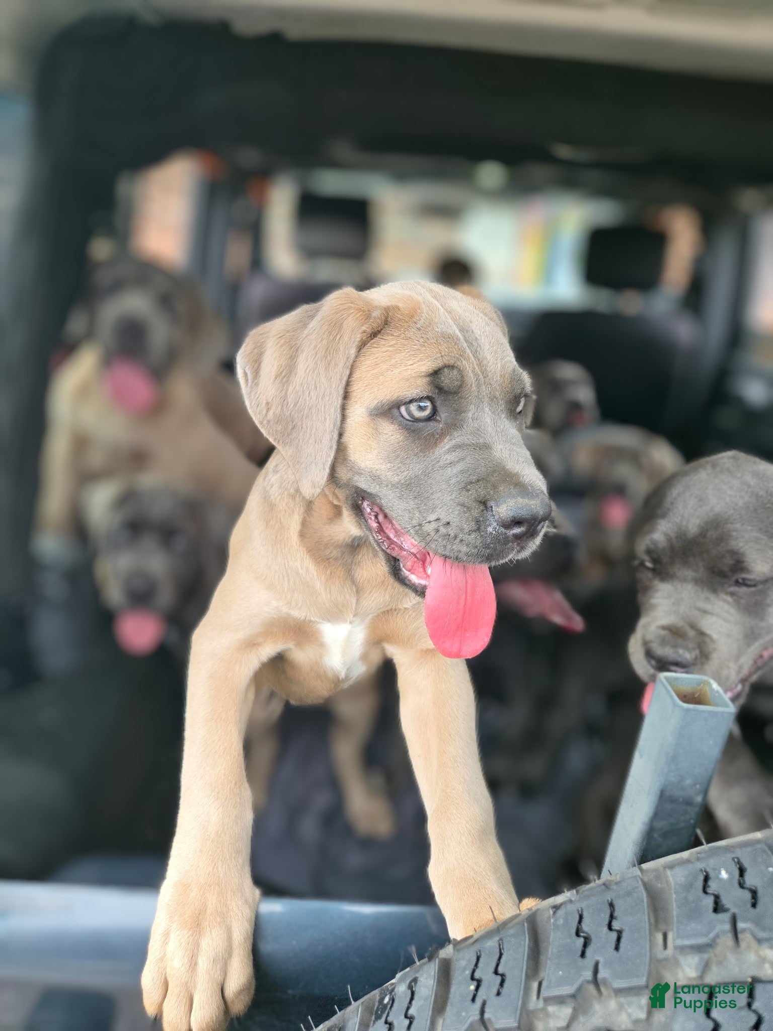 Cane Corso dogs Cane Corso 2 - Ad 1