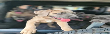 Cane Corso 2