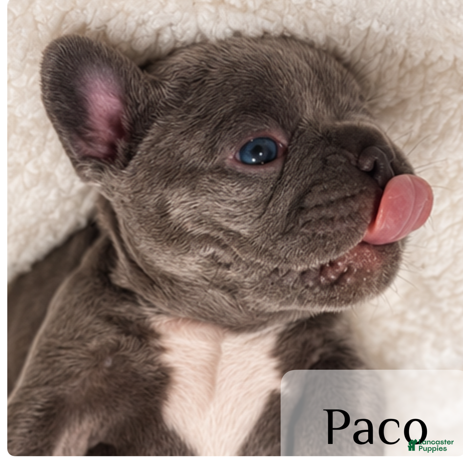 French Bulldog dogs Paco French Bulldog 3 - Ad 12
