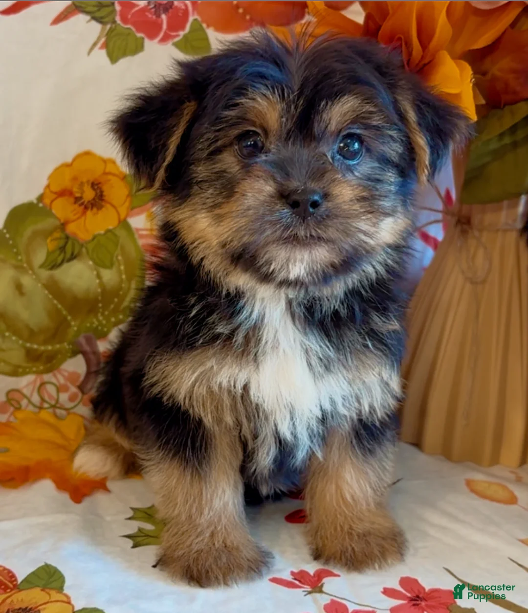 Shorkie dogs for sale: Shorkie 3 - Ad 1