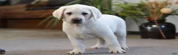 Labrador Retriever dogs for sale: Sally - Ad 4