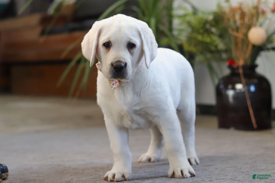 Labrador Retriever dogs for sale: Sally - Ad 4