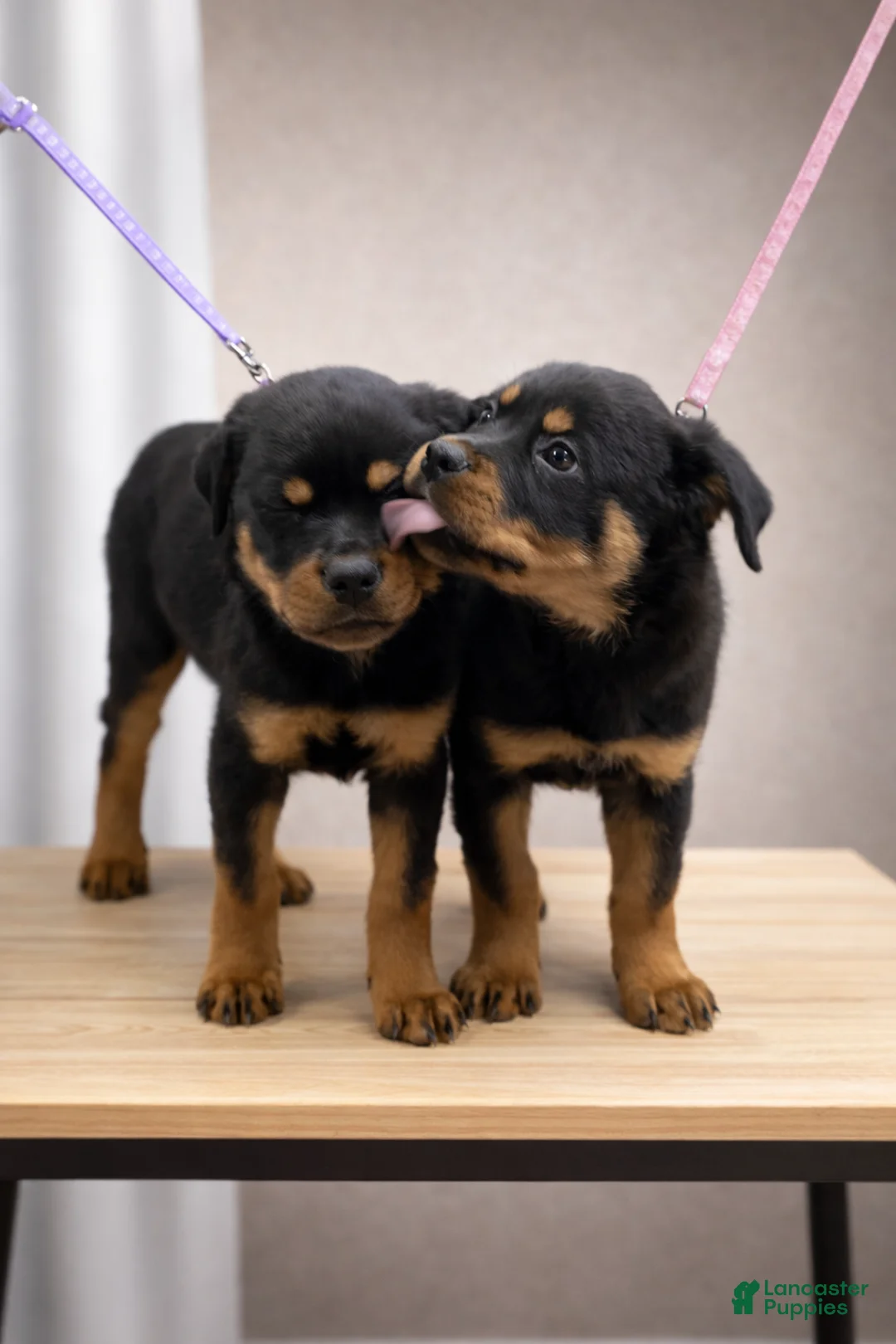 Rottweiler dogs for sale: Rottweiler Puppy- Pink - Ad 4