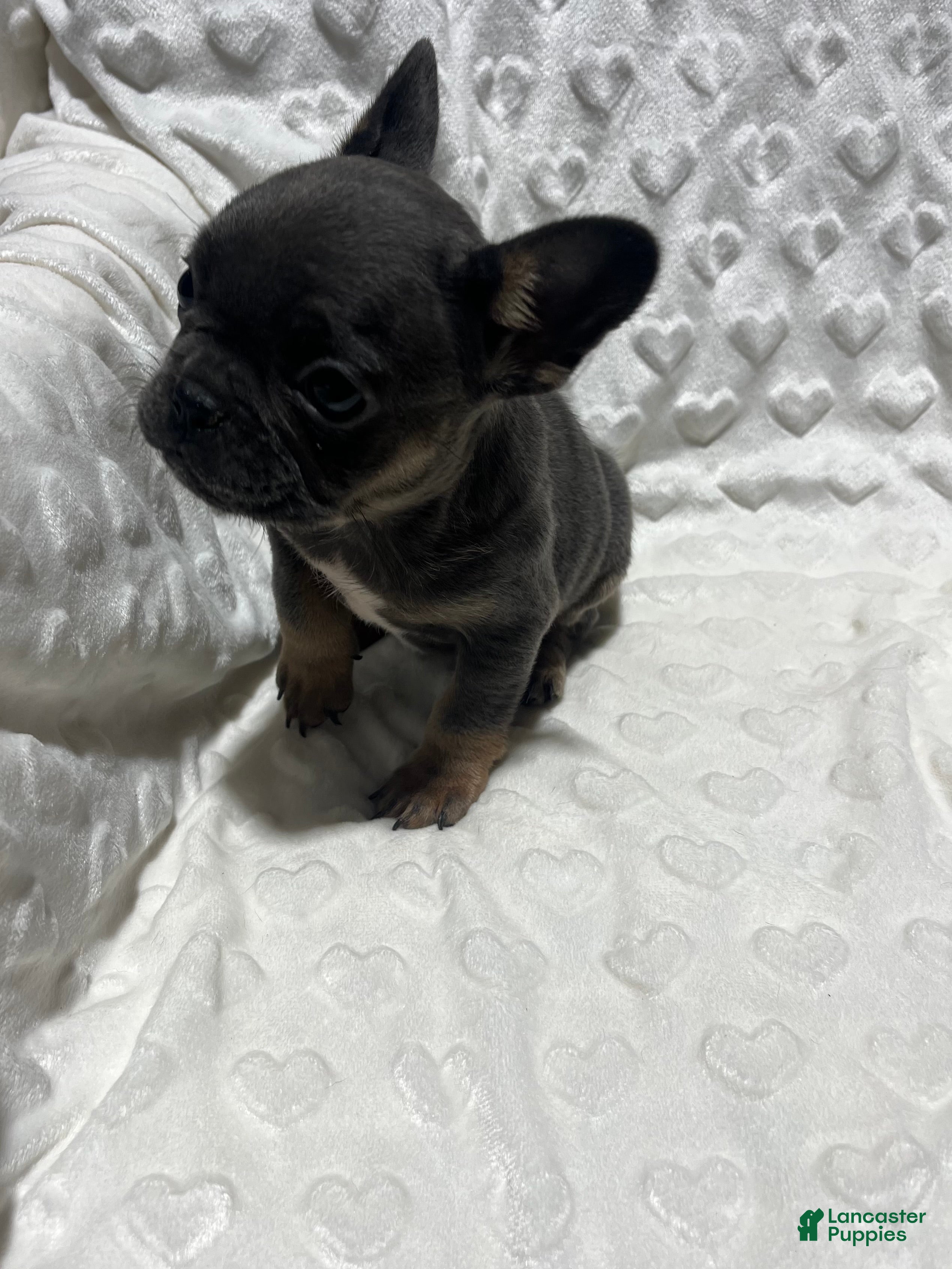 French Bulldog dogs French Bulldog Puppy 7 - Ad 13