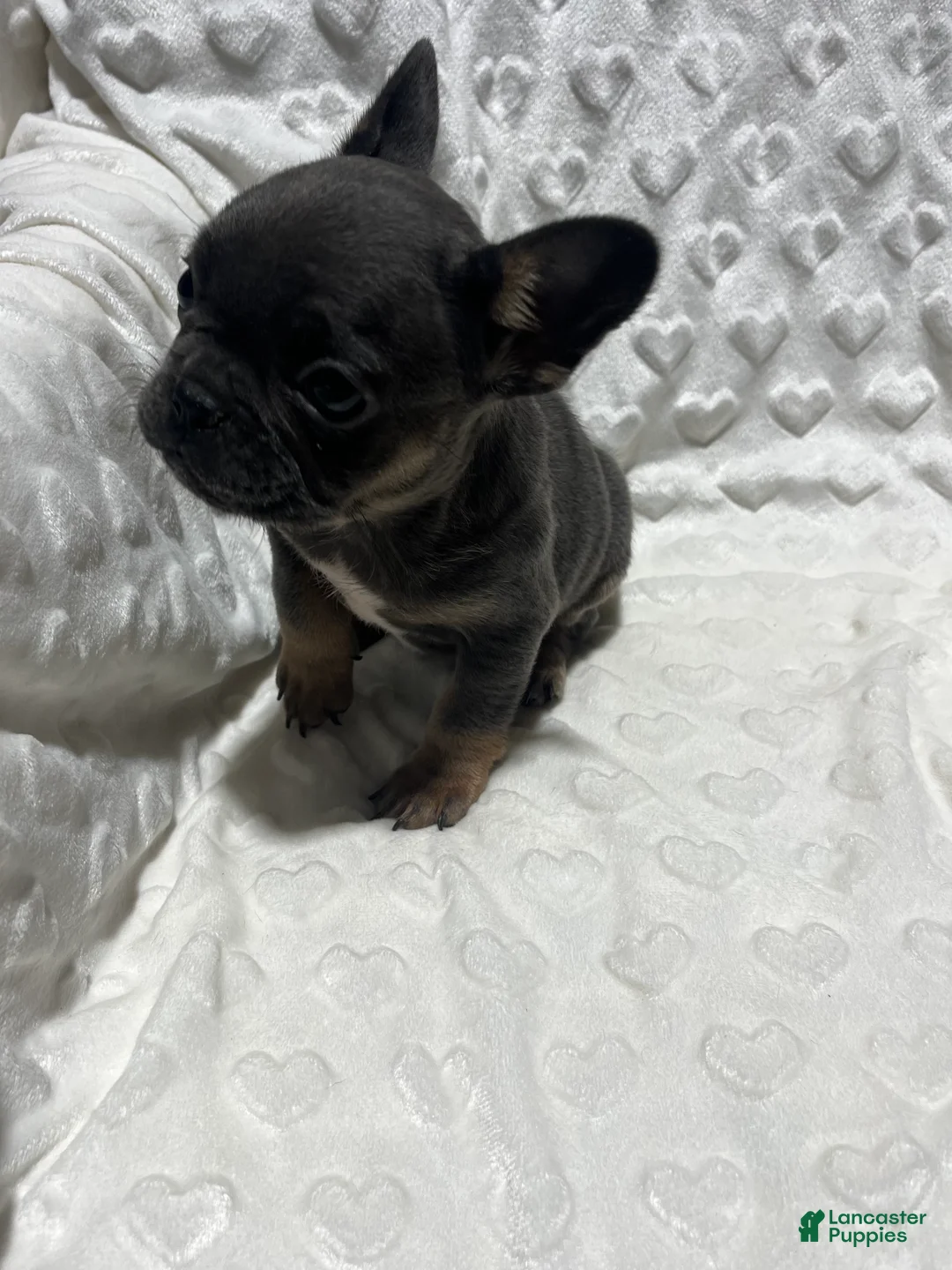French Bulldog dogs for sale: French Bulldog Puppy 7 - Ad 1