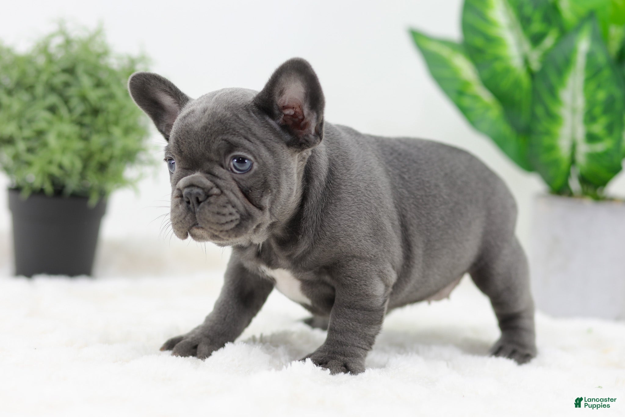 French Bulldog dogs Ginger - Ad 2