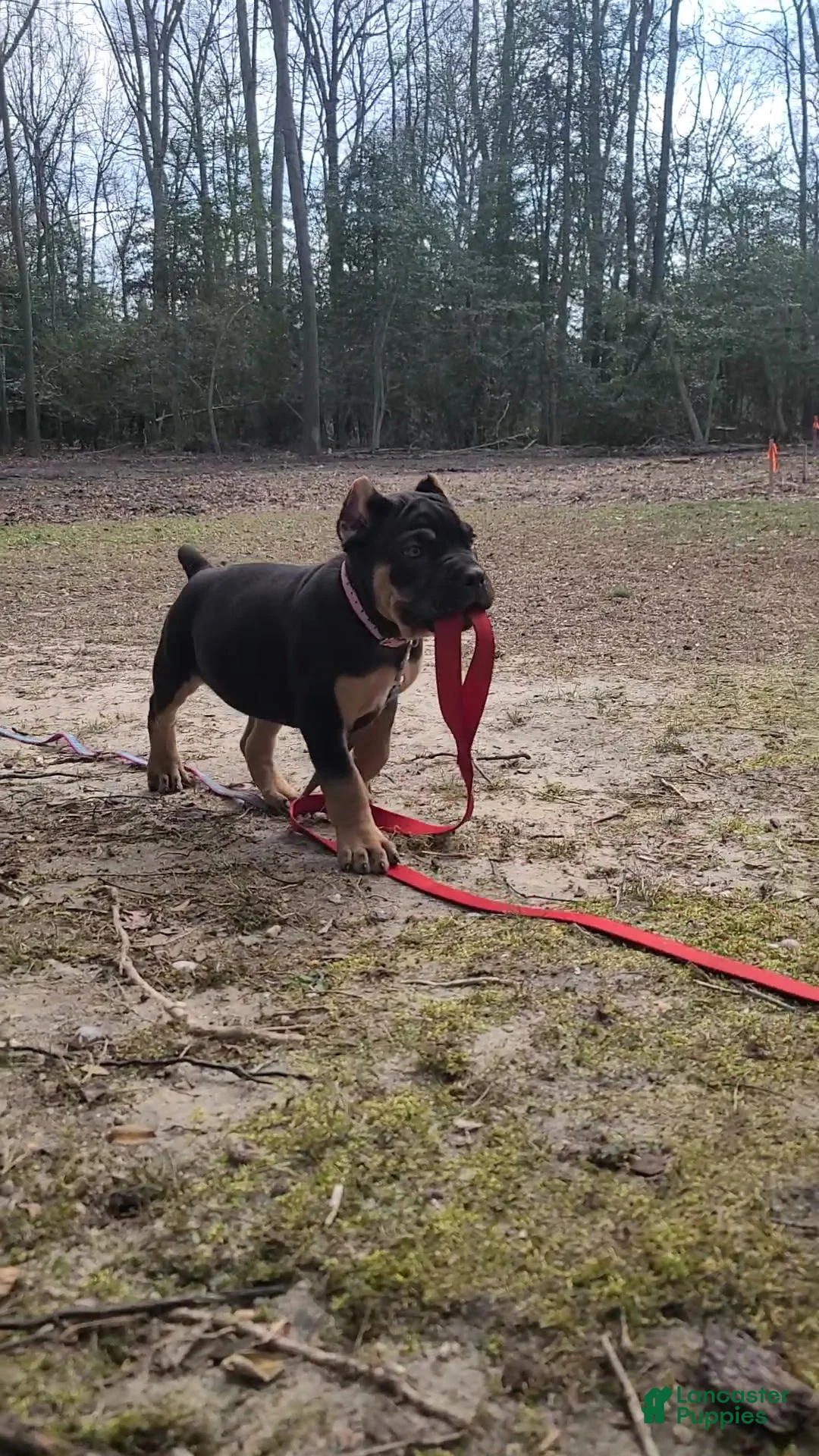 Cane Corso dogs for sale: Cane Corso Puppy 3 - Ad 1