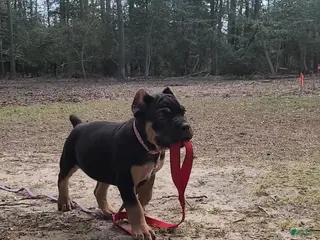 Cane Corso dogs Cane Corso Puppy 3 - Ad 33