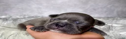 Frenchton dogs for sale: Mr. Kirby - Ad 8