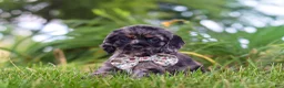 Cocker Spaniel dogs for sale: Jewel - Ad 5
