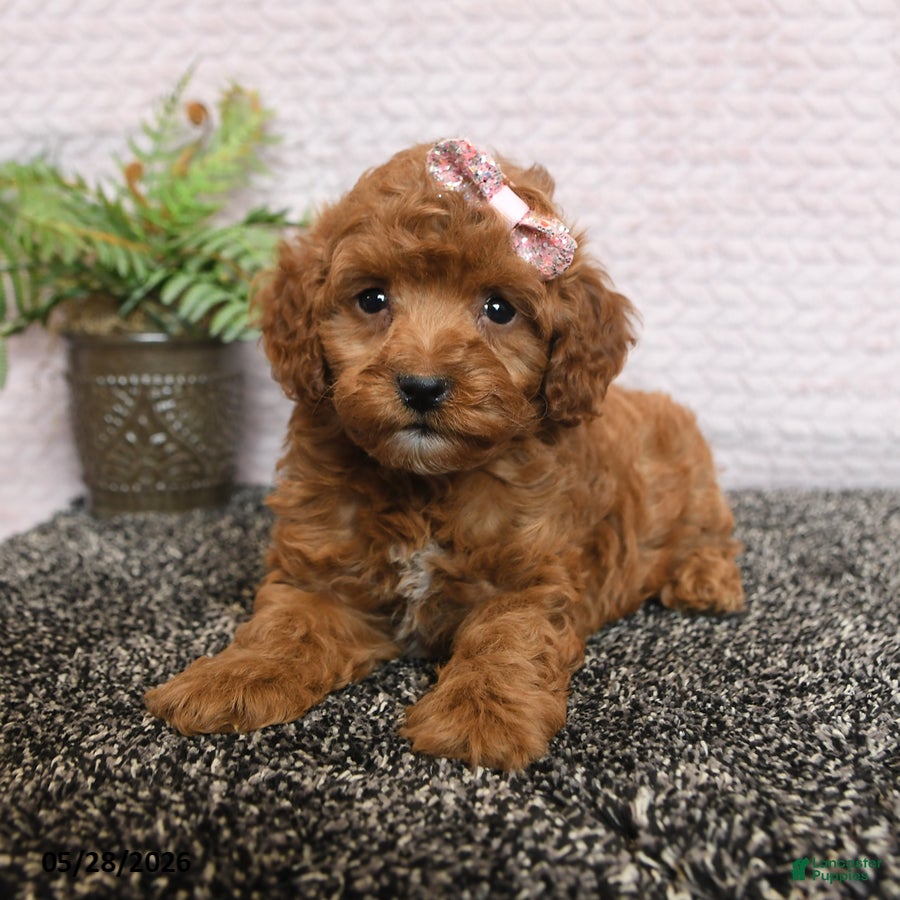 Cockapoo dogs Rosie - Ad 2