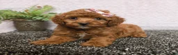 Cockapoo dogs for sale: Rosie - Ad 2