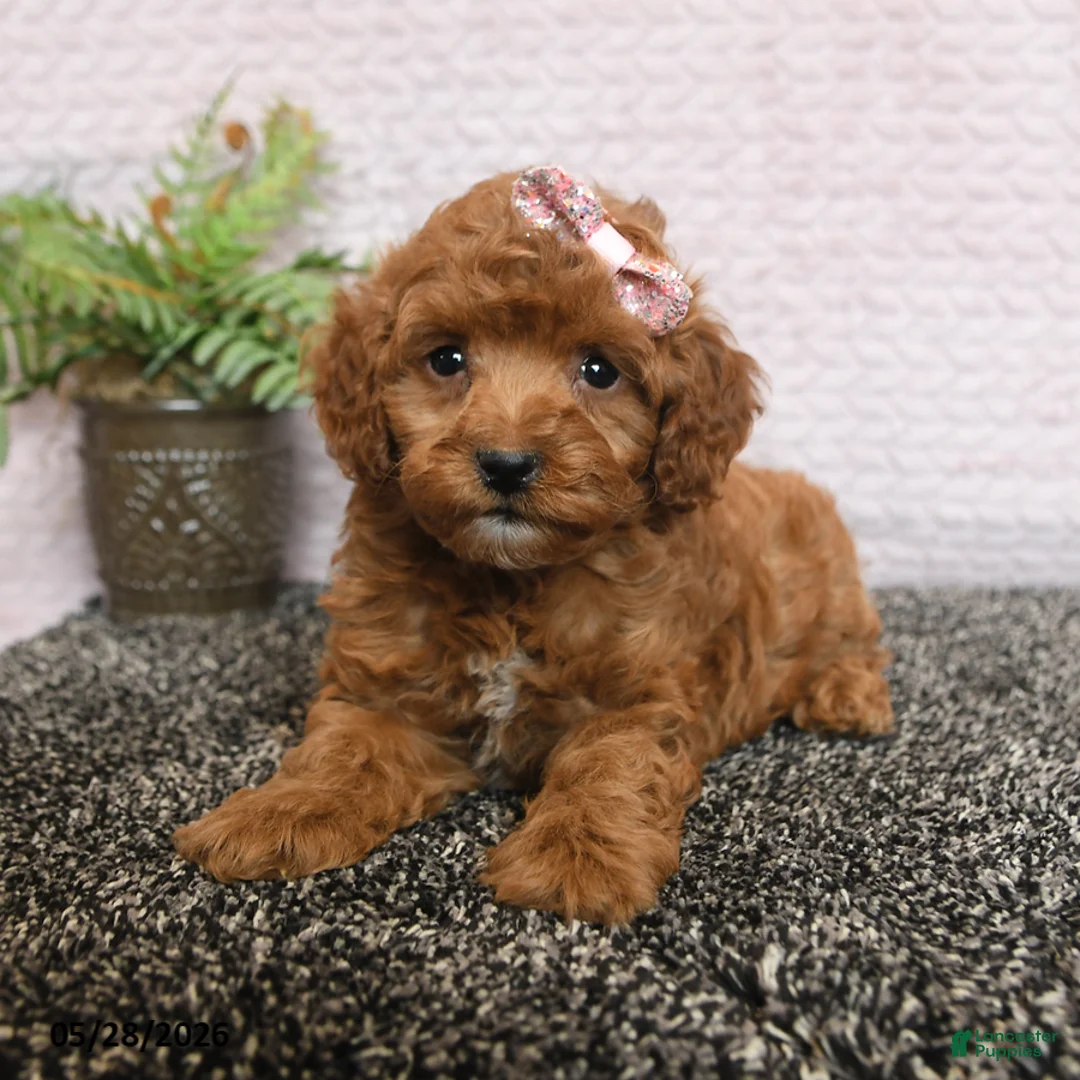 Cockapoo dogs for sale: Rosie - Ad 2