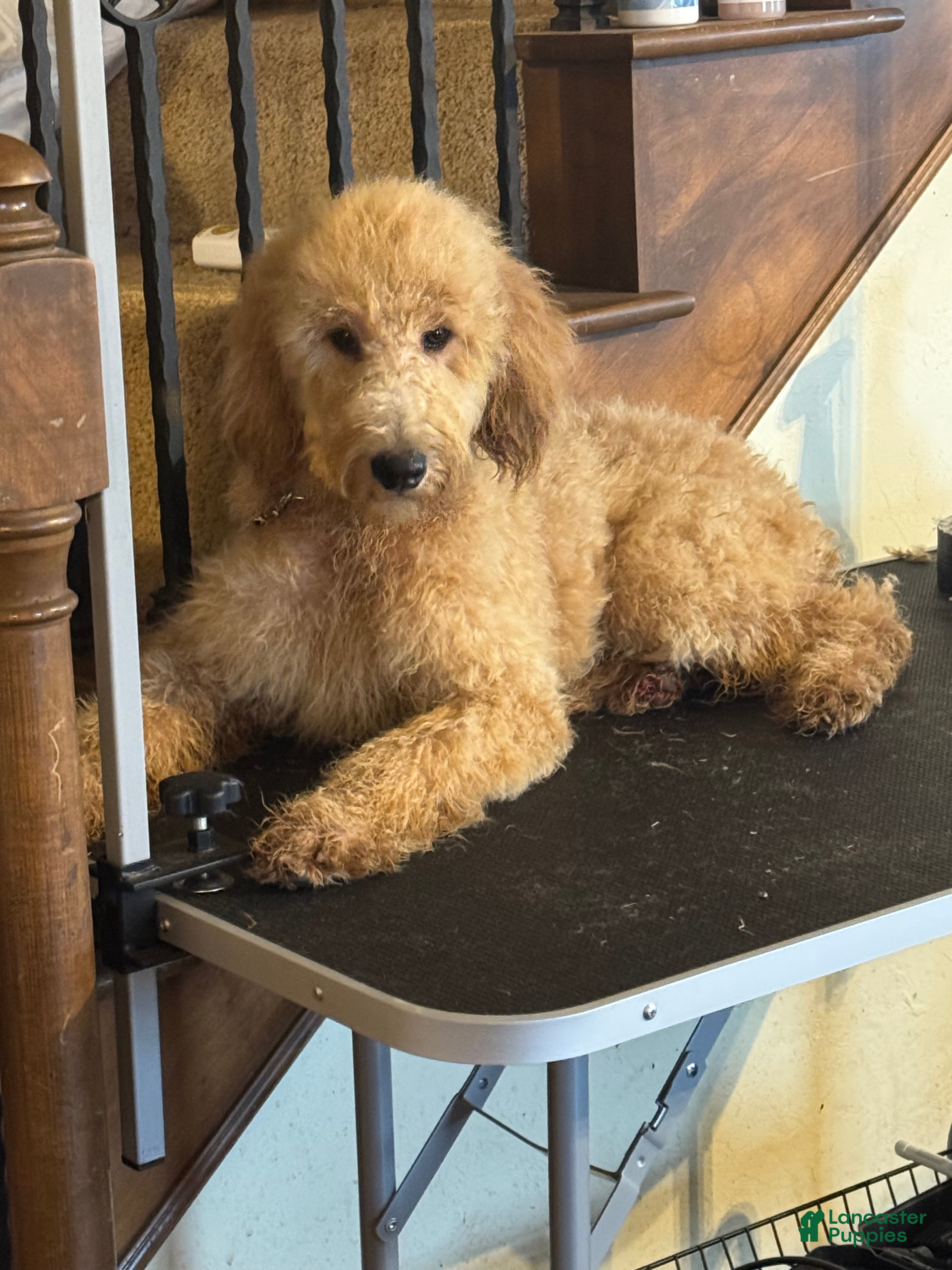 Goldendoodle dogs Goldendoodle Puppy 1 - Ad 16